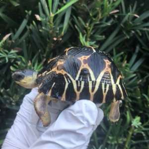 2017 radiated tortoise